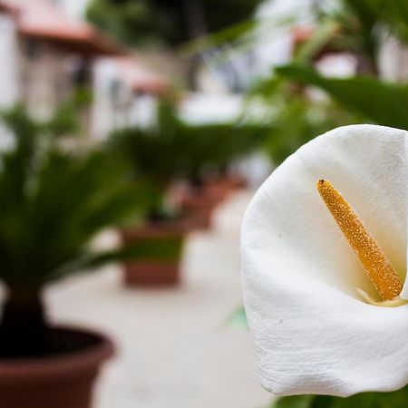 I Giardini Di Edicart Leilighet Bari Eksteriør bilde